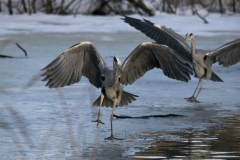 Fåglar-Dansande Gråhäger Råstasjön